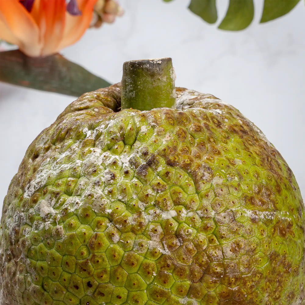 Fruit à pain de Guadeloupe entier