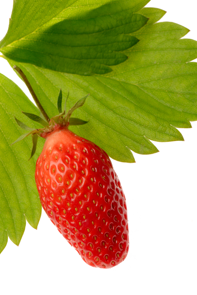 Fraise Gariguette 250g (dispo seulement au drive)