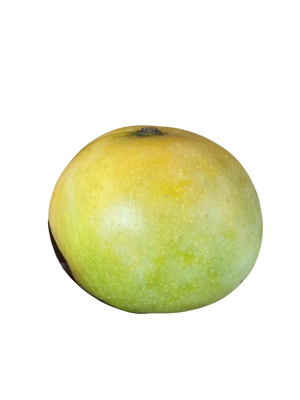 Mangue José de la Réunion