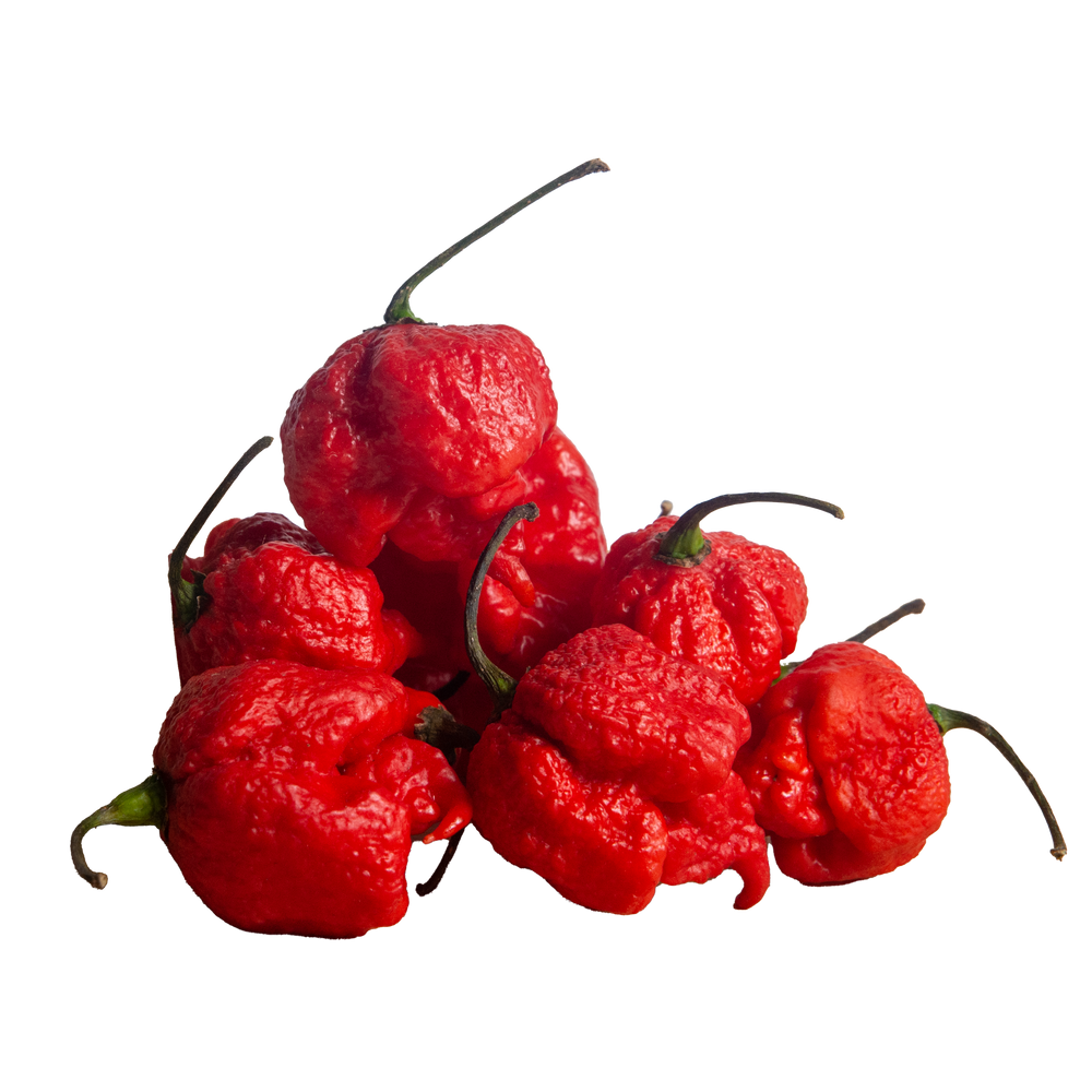 piment frais carolina reaper 50g