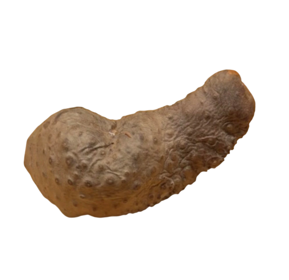 Koko-Bourik (igname sauvage des antilles)