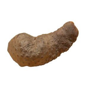 Koko-Bourik (igname sauvage des antilles)