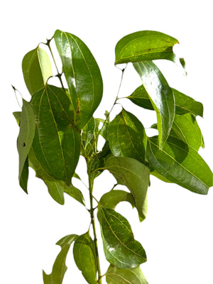 Feuilles de cannelle fraîches